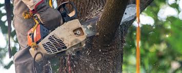 Best Tree Removal  in Fairview, CA