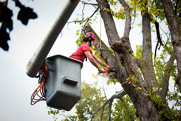 How Our Tree Care Process Works  in  Fairview, CA