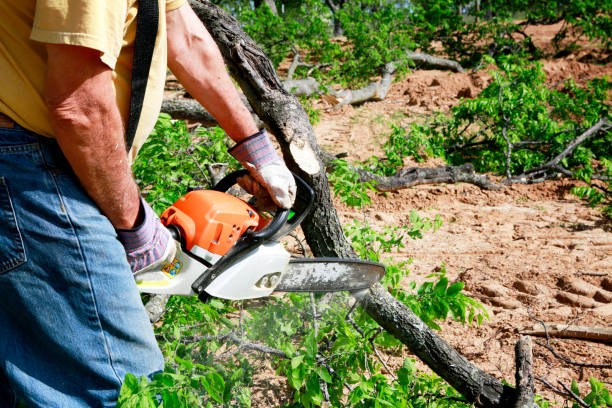 Best Tree Risk Assessment  in Fairview, CA